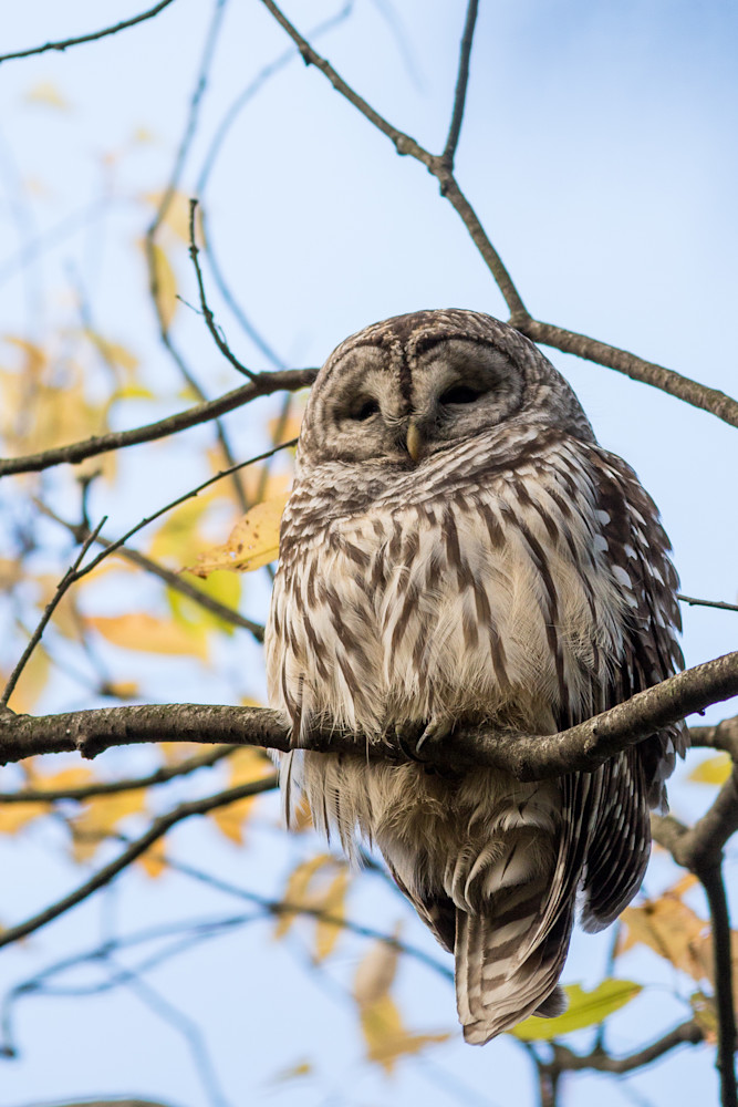 barred owl 2