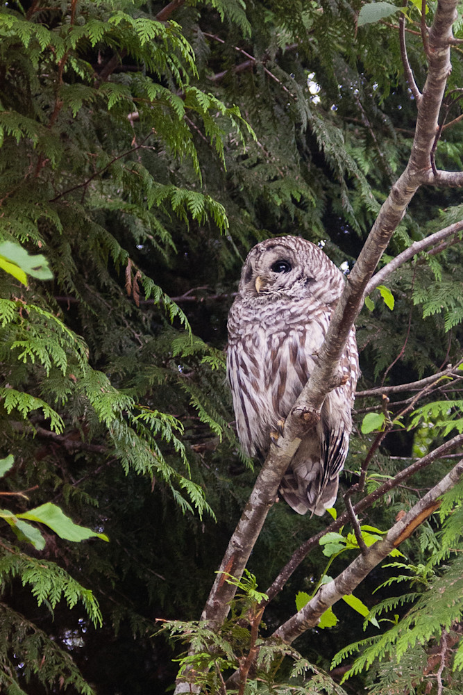 Barred owl in Pacific Rim National Park Reserve