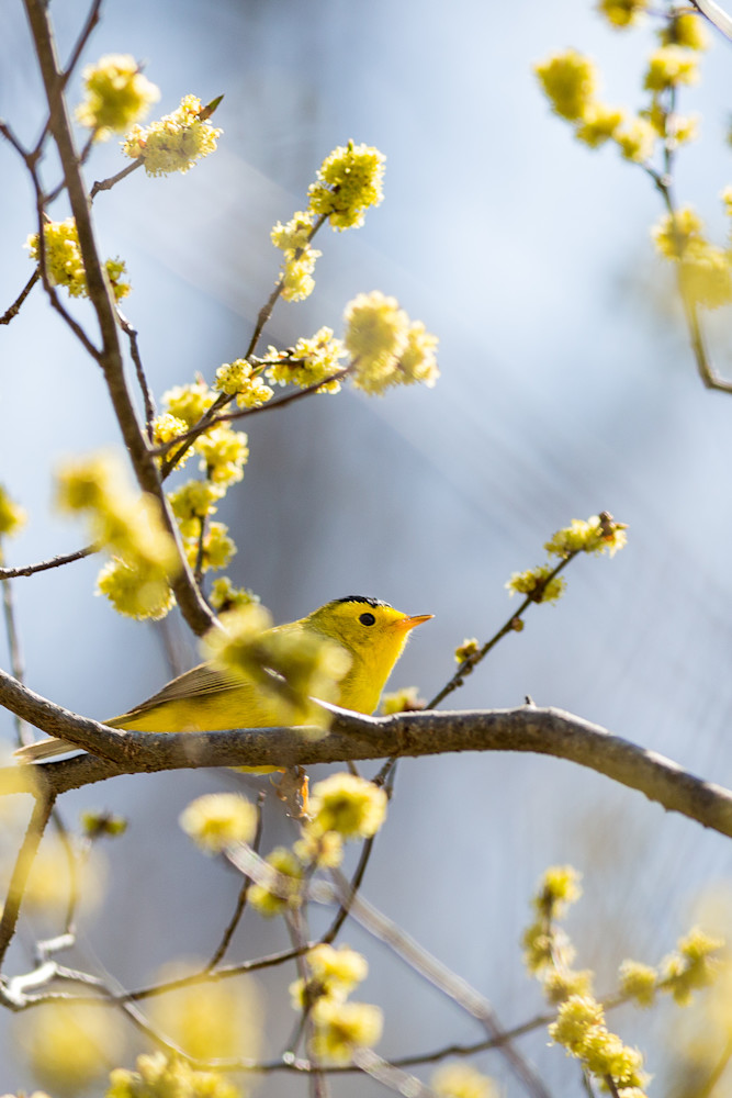 Wilson's Warbler