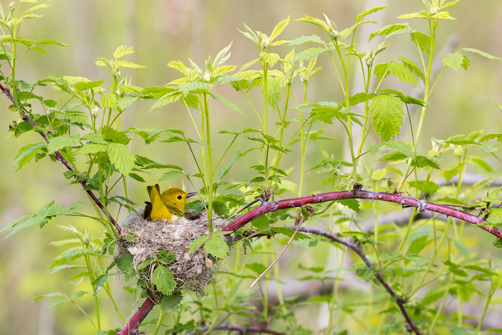 Yellow warbler #1