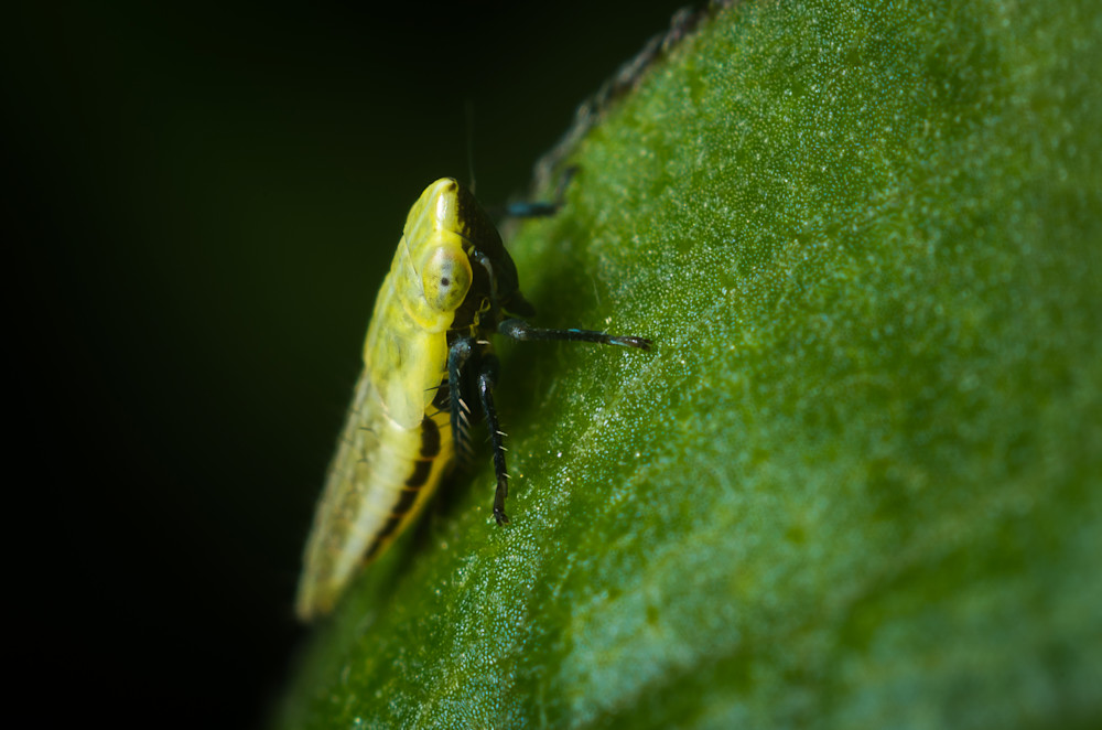 Sharpshooter leafhopper #1