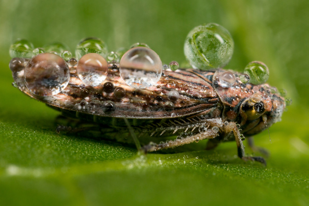 Sharpshooter leafhopper covered in dew