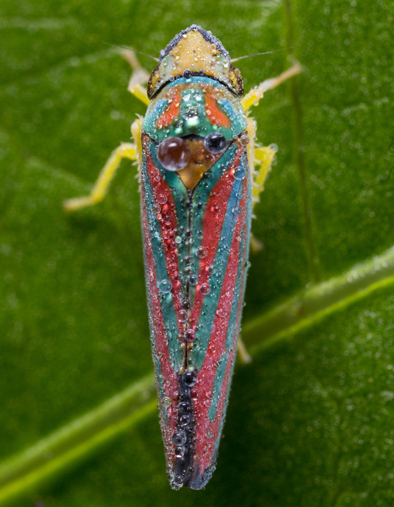 Candy-striped leafhopper
