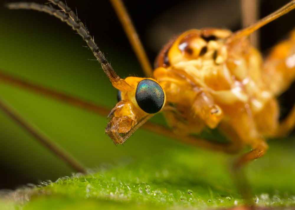 Crane Fly #1