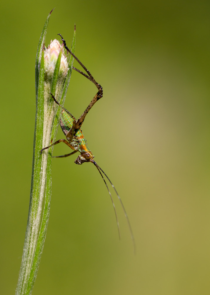 Katydid nymph #1