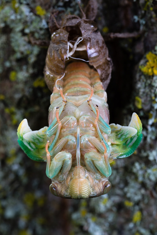 Cicada #2