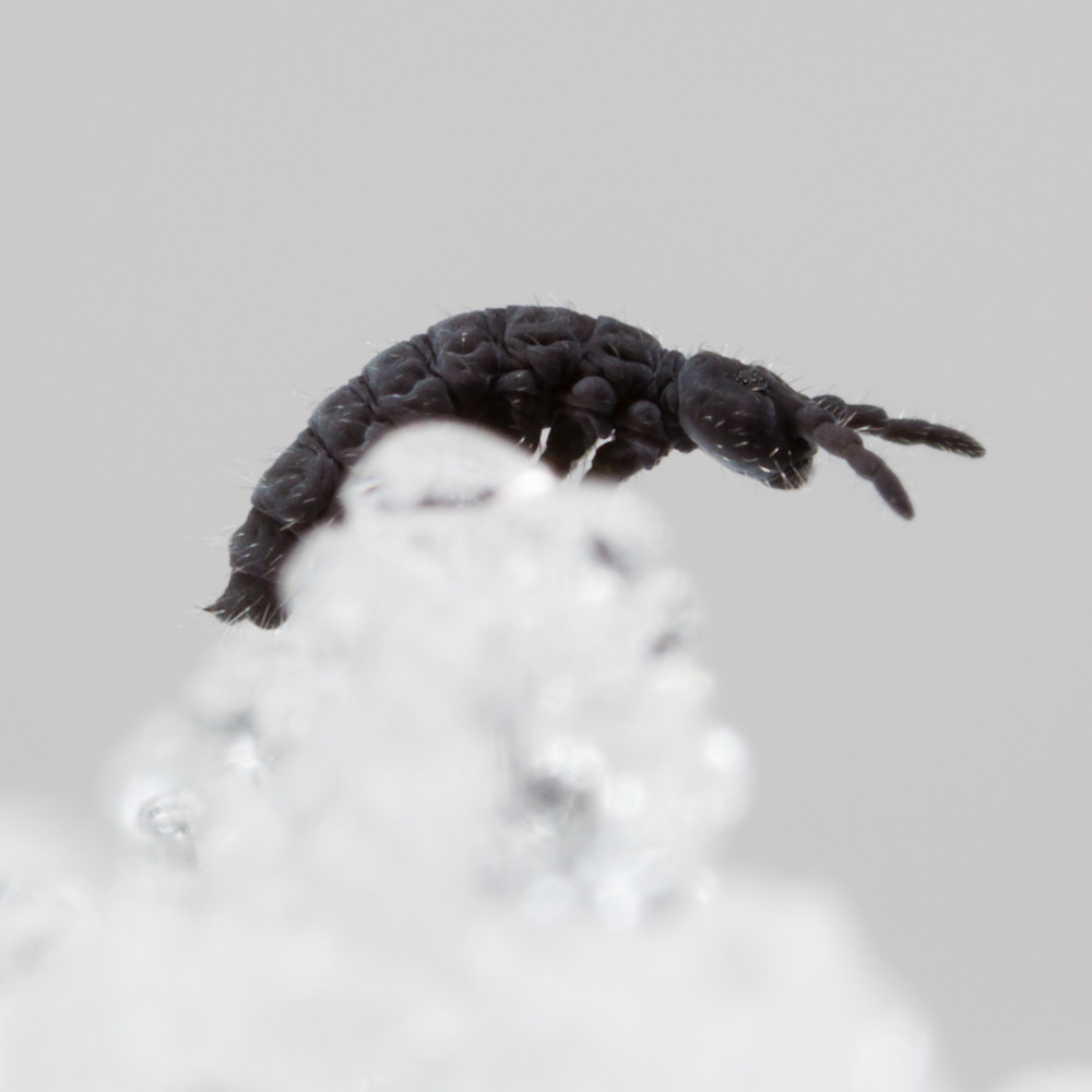 Snow walker