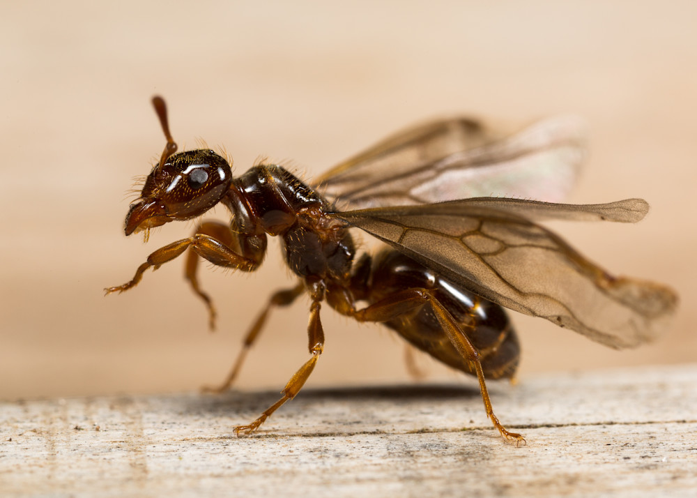 Citronella ant