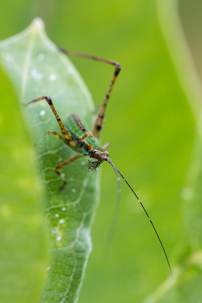 Katydid nymph #2
