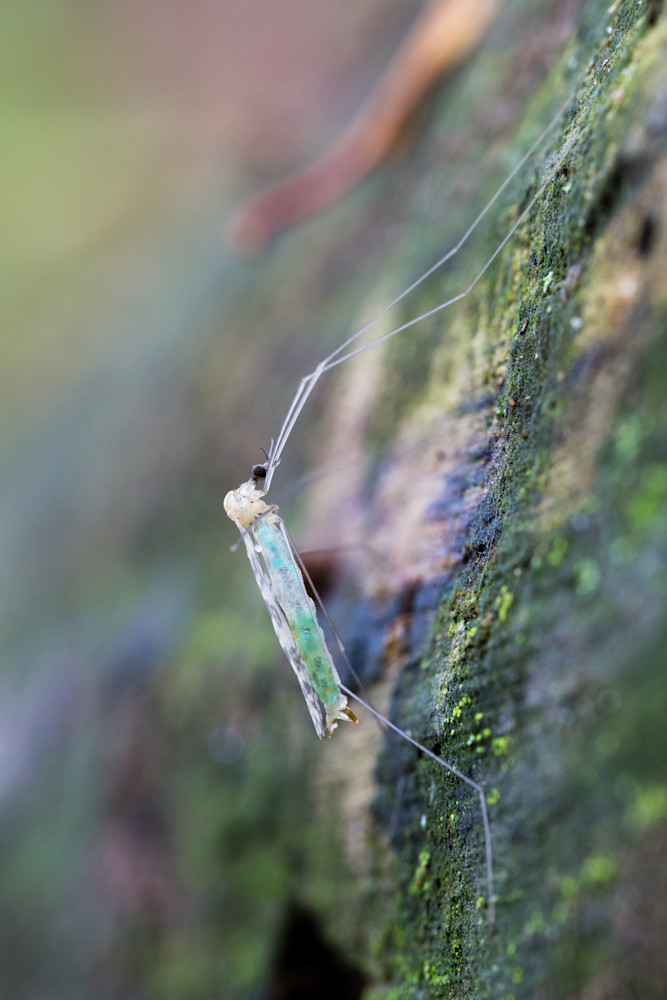 Crane fly #2