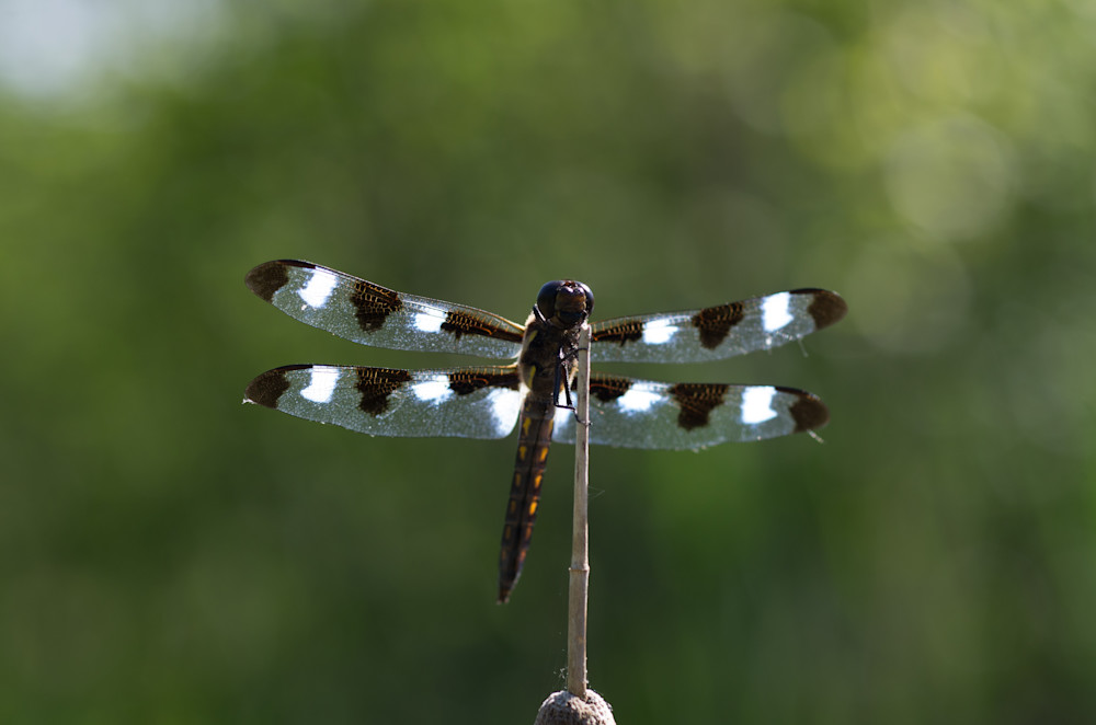 Twelve-spotted skimmer #1