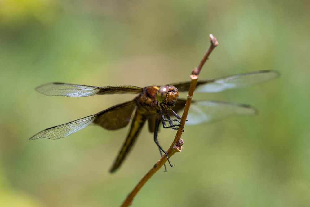 Widow Skimmer #1
