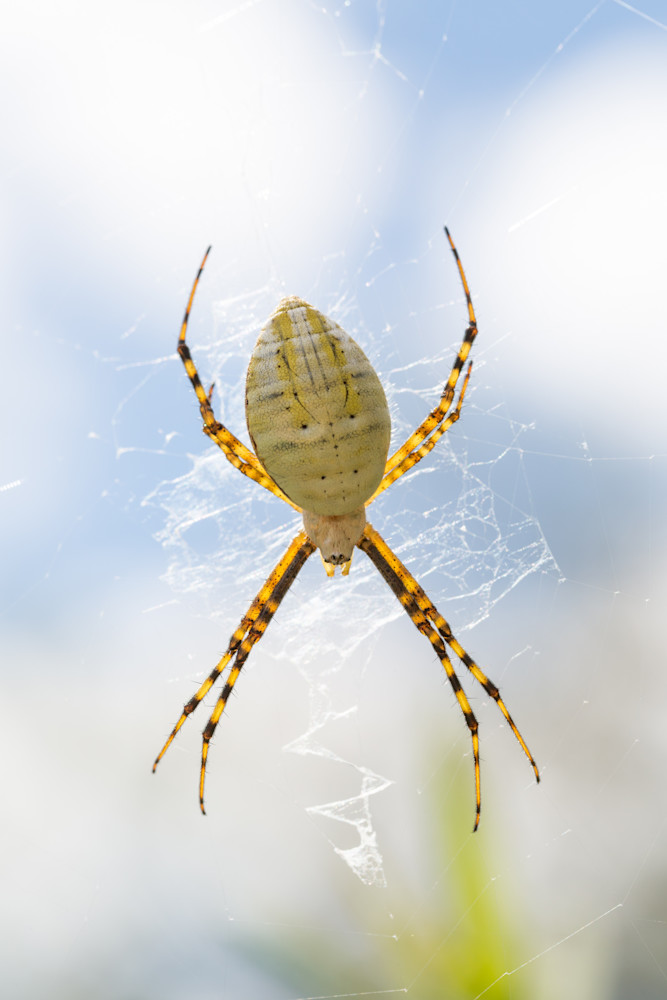 Banded Garden Spider 1