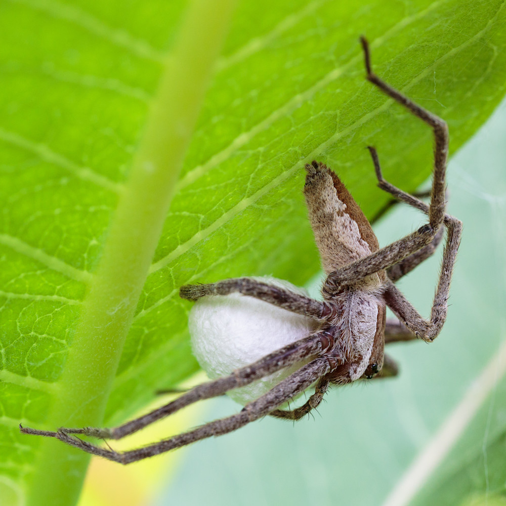Nursery web spider #1
