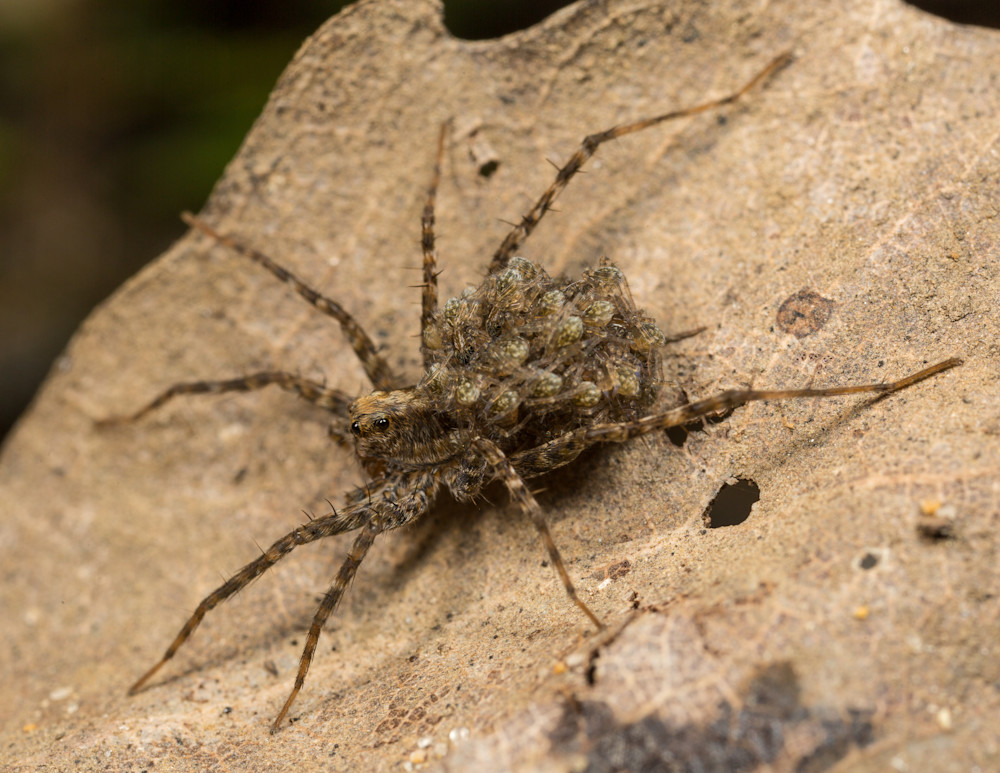 Thin-legged wolf spider and babies