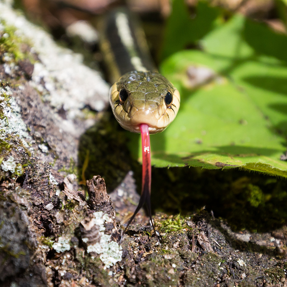 Eastern garter snake #1