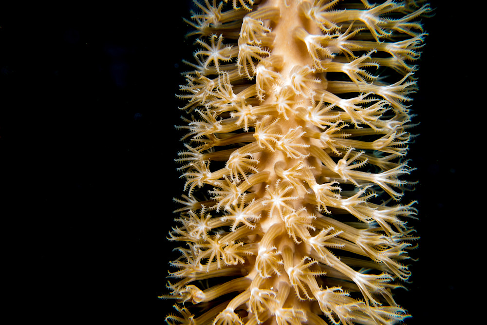Giant slit-pore sea rod #2