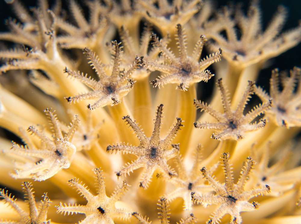 Giant slit-pore sea rod