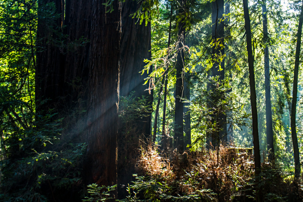 Light Beams In Big Sur Forest Photograph for sale as fine art
