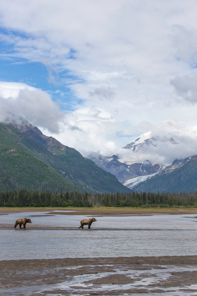 brown bears, glacier, Alaska