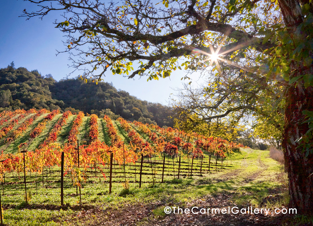 Sunlit Morning Wine Country Art | The Carmel Gallery