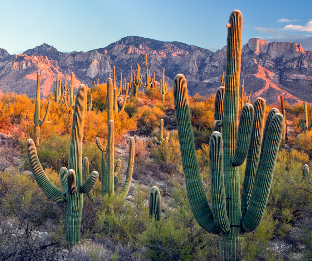 Catalina Az