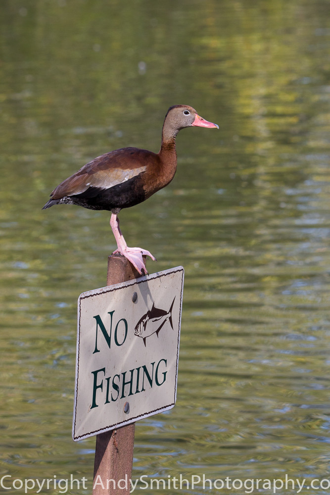 fine art photograph of Black-bellied Whistling Duck perched on a No Fishing sign.