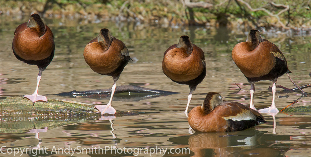 fine art photograph of five black-bellied whistling ducks at rest