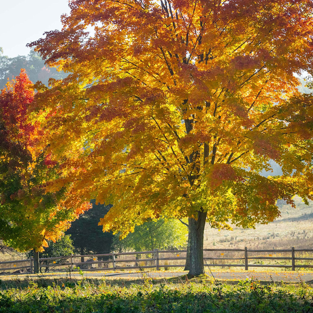 Peter Wnek captures an Autumn Maple tree backlit in a countryside setting.