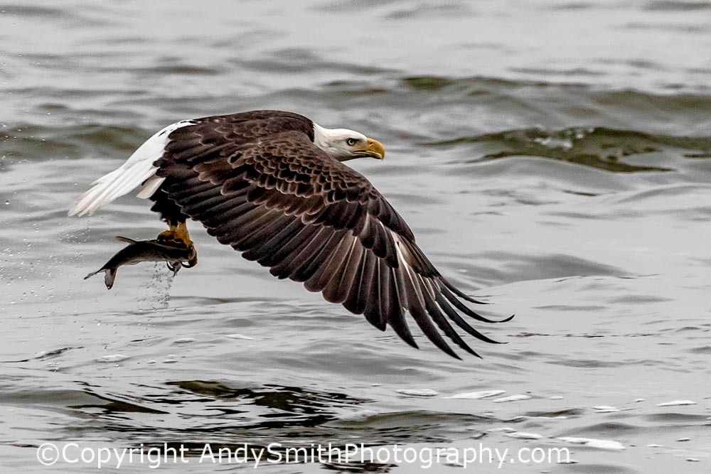 fine art photograph of bald eagle in flight with fish at the Conowingo Dam