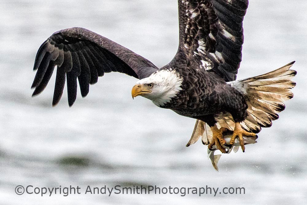 fine art photogrpah of fourth year Bald Eagle in Flight with Fish at the Conowingo Dam