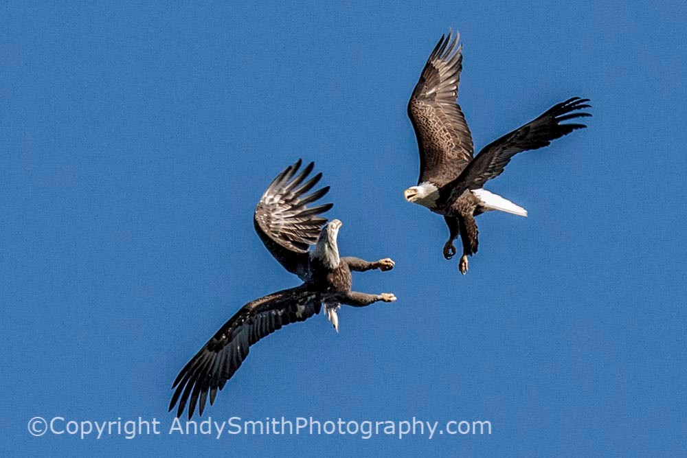fine art photograph of Bald Eagles playing at the Conowingo Dam