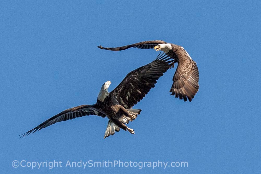 fine art photograph of Juvenile and Adult Bald Eagle Playing at the Conowingo Dam