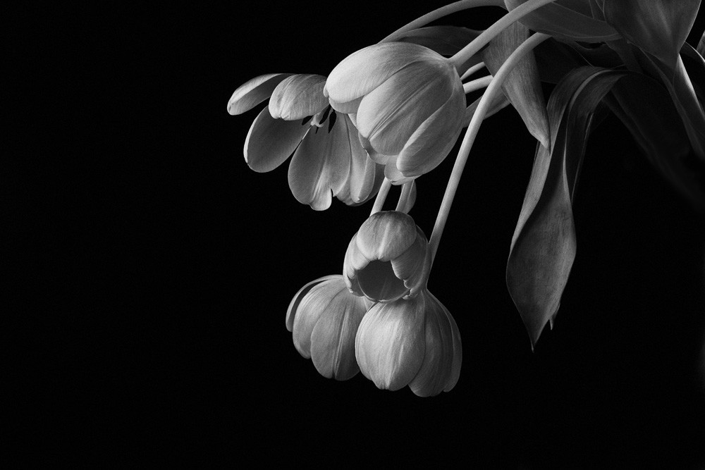Graceful  Art | Susan Michal Fine Art