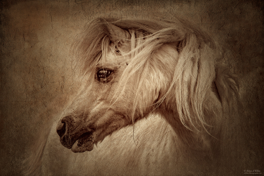 Gypsy Heart Friend, d'Ellis Photographic Art photographs, Elsa Gypsy Heart Friend, d'Ellis Photographic Art photographs, Elsa