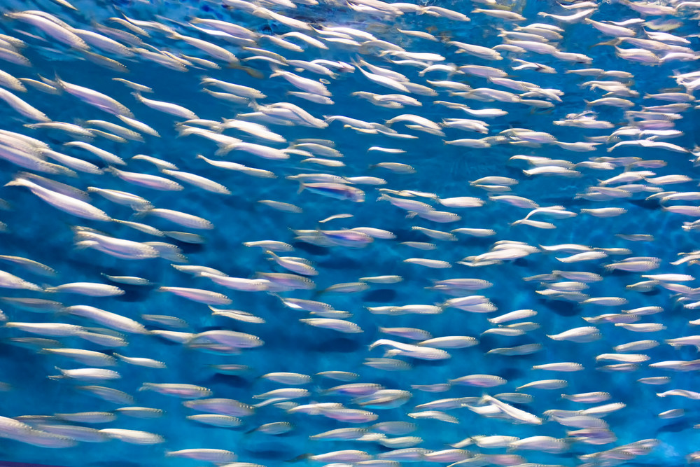 "Sardines!" Fine art abstract aquarium fish photography