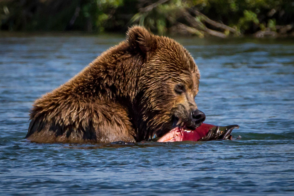 Sushi for Bears