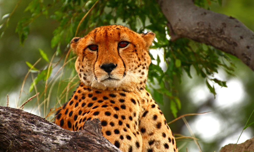Cheetah in Africa Cheetah in Africa