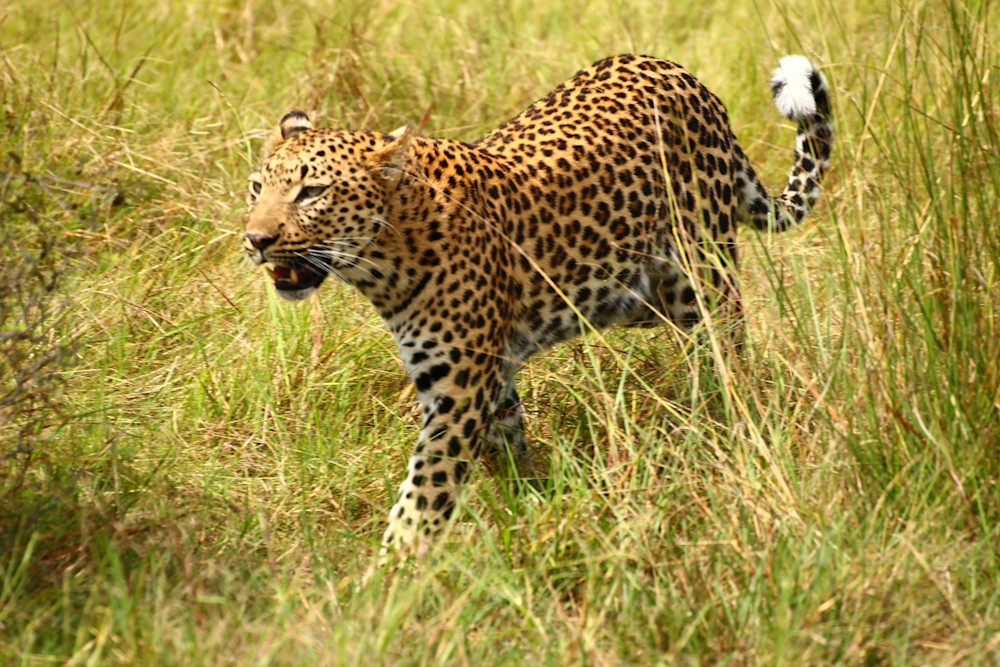 img-0592-edited-2 Leopard stalking img-0592-edited-2 Leopard stalking
