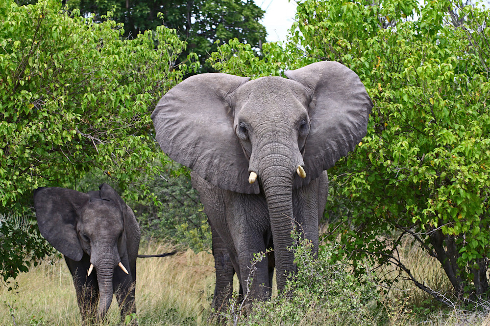 beautiful view of mother and baby elephant beautiful view of mother and baby elephant