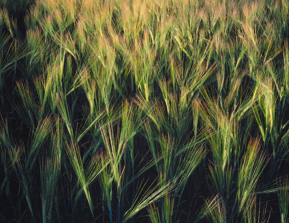 High resolution fine art print of Two Row Barley by Greg Probst