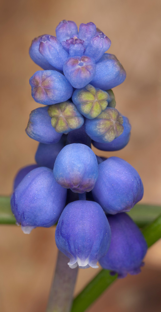 Grape Hyacinth photograph for sale as Fine Art