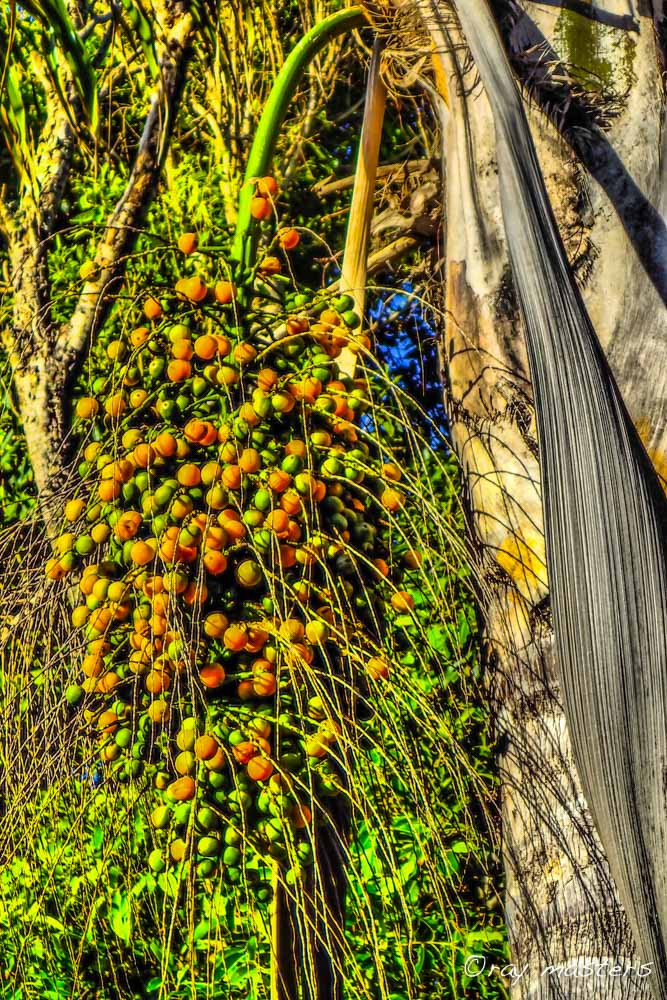 Seeds cascade from a Palm tree pod on Maui. 
