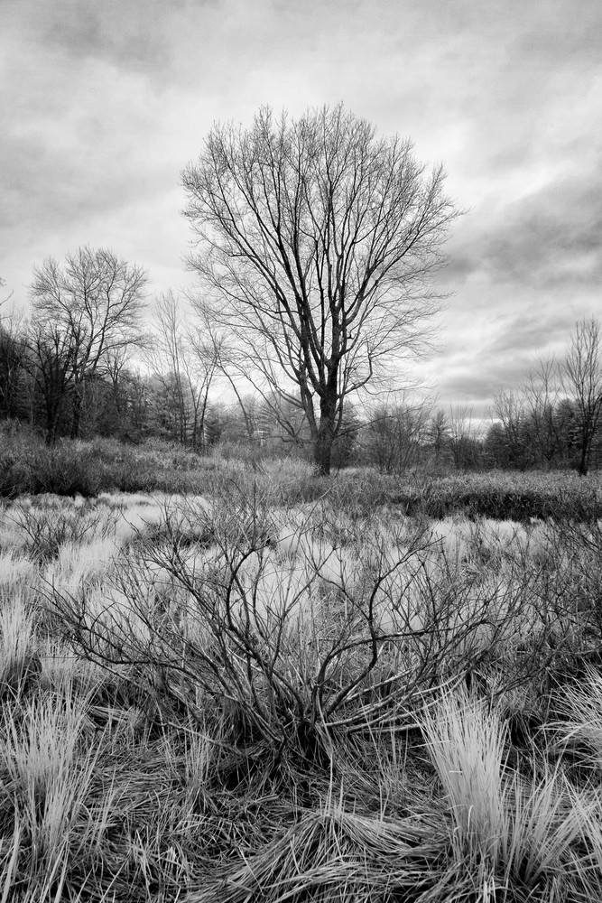 Henniker, NH late fall black and white trees and fields