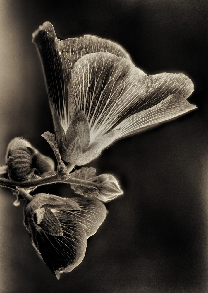Flower in sepia