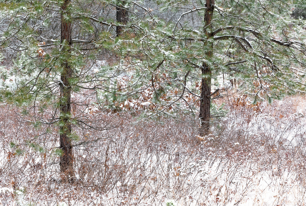 Snowy Pines, Henniker, NH
