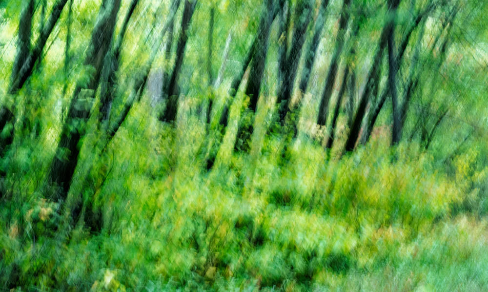 Forest in Summer Abstract