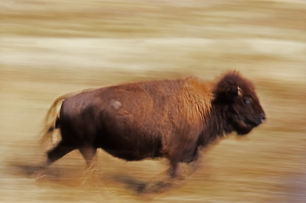 Buffalo roaming the range