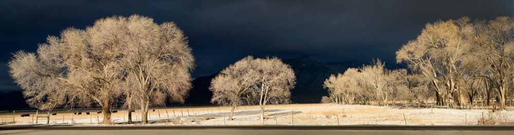 Winter Trees Art | Fine Art New Mexico