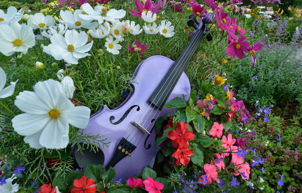 Violet Violin Art Instrumental Art